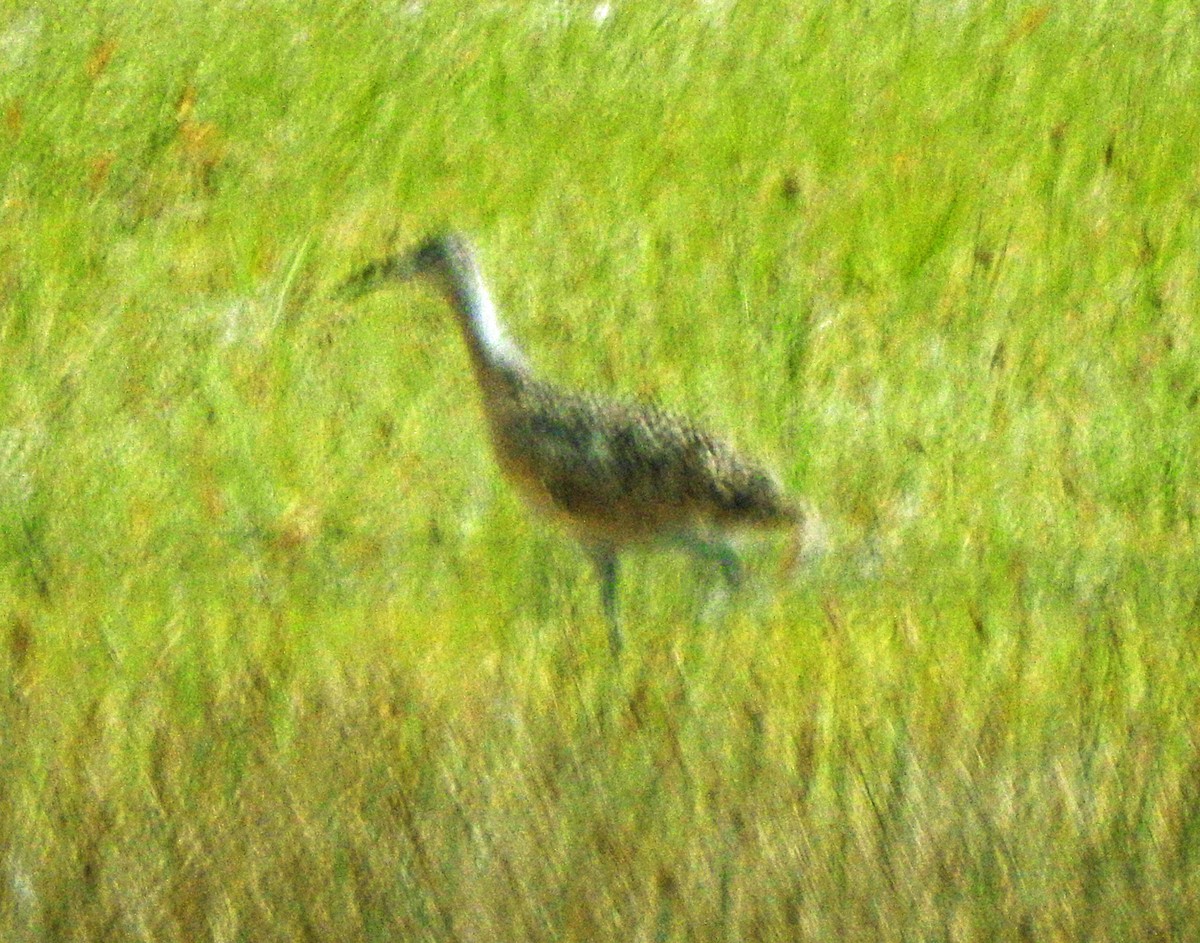 Long-billed Curlew - ML168665541