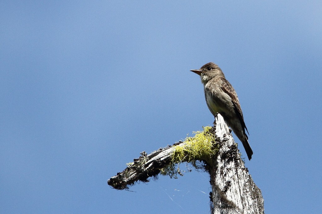 Olive-sided Flycatcher - James Cummins