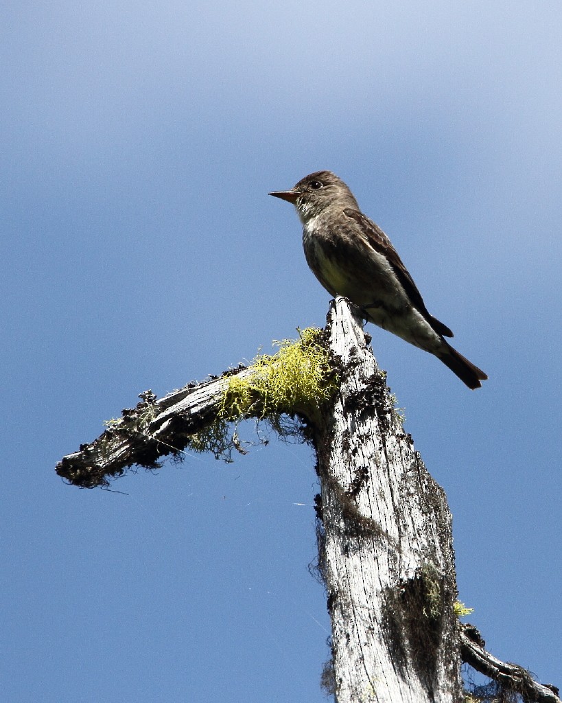 Olive-sided Flycatcher - James Cummins