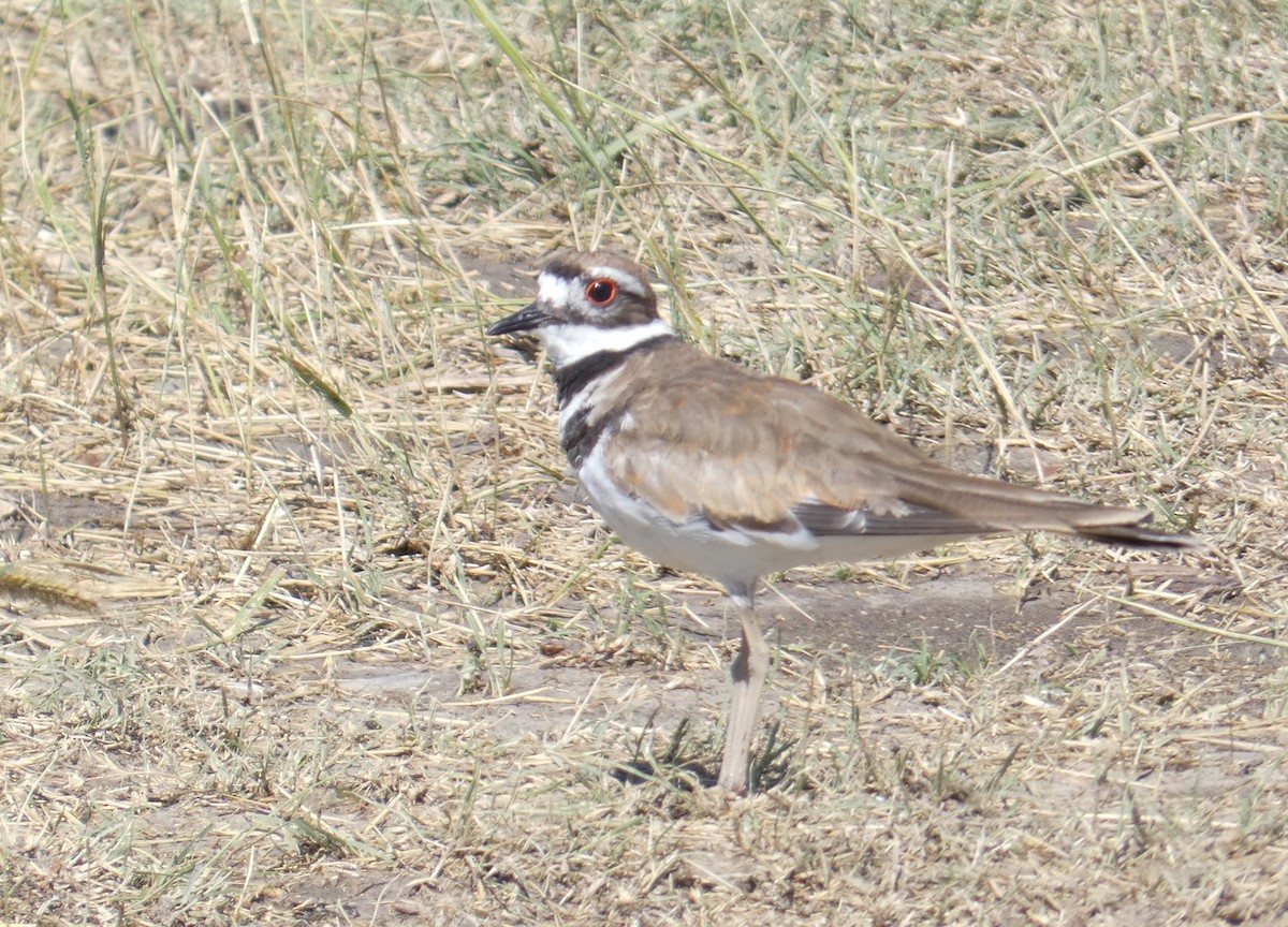 Killdeer - ML168667211