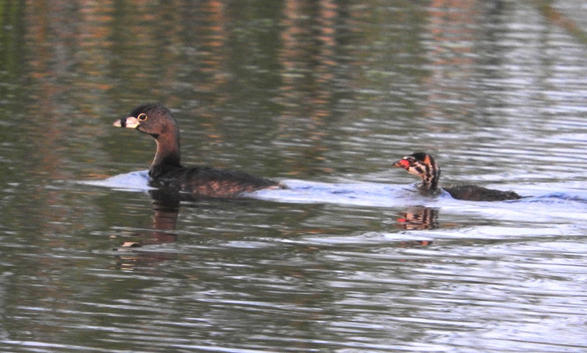 Pied-billed Grebe - Mick ZERR