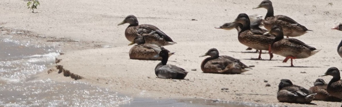 Lesser Scaup - ML168673621