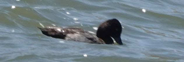 Lesser Scaup - ML168673691