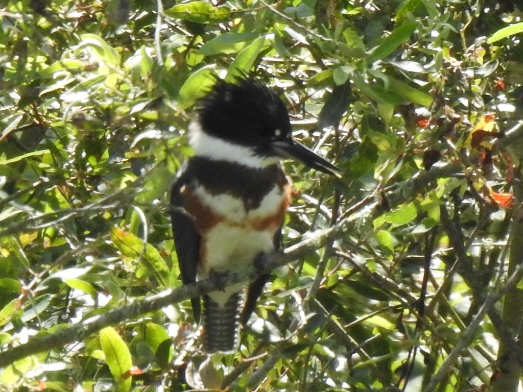 Belted Kingfisher - ML168673951