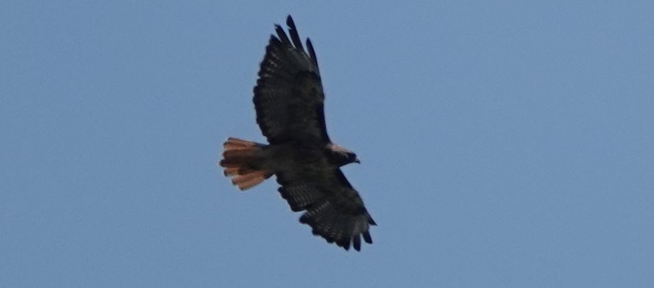 Red-tailed Hawk - Brad Rumble