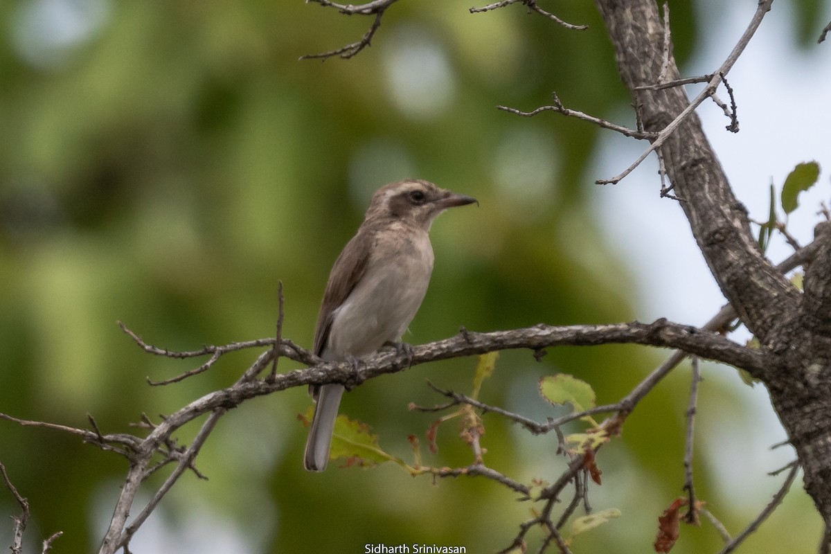 Common Woodshrike - ML168675191