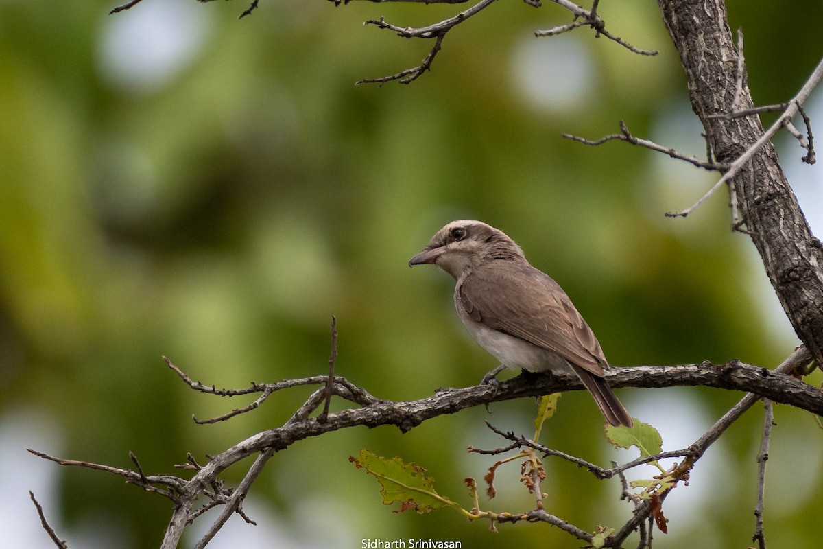 Common Woodshrike - ML168675201