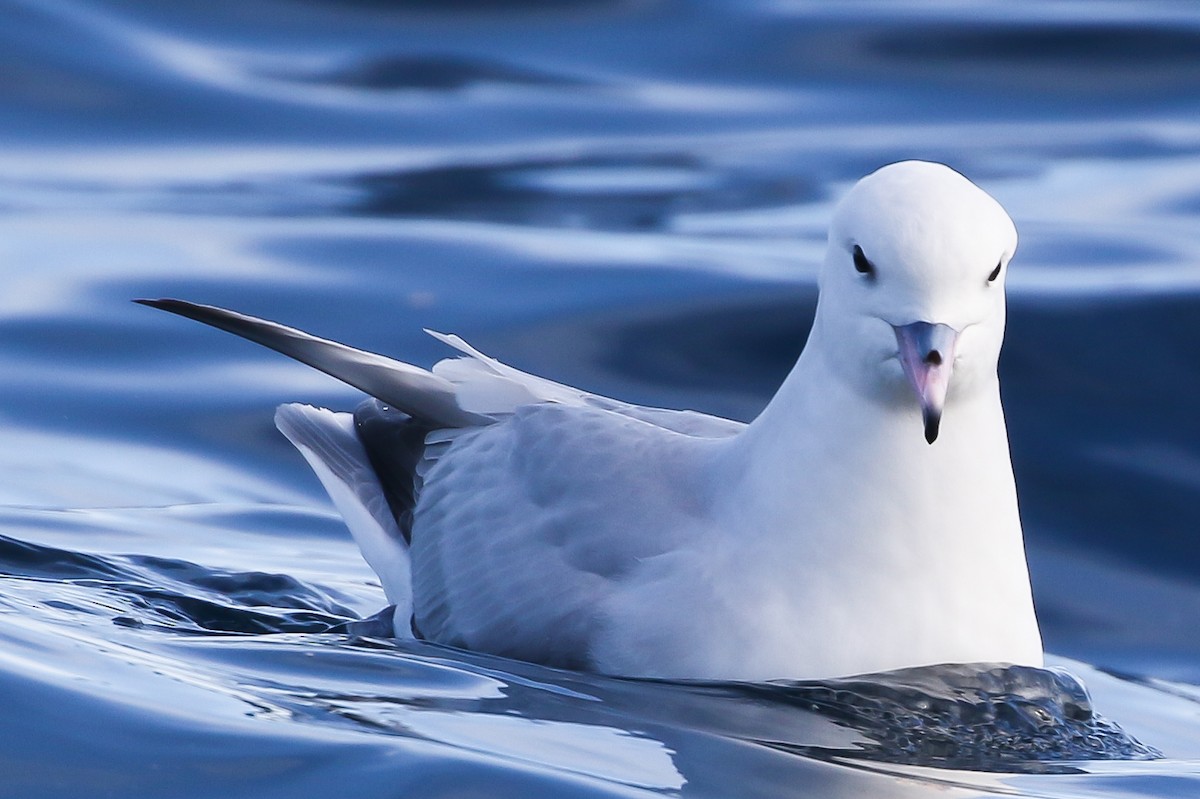 Southern Fulmar - ML168675441