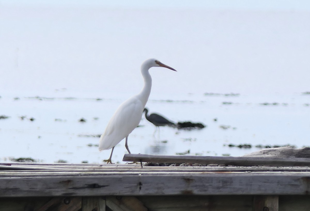 Pacific Reef-Heron - ML168675581