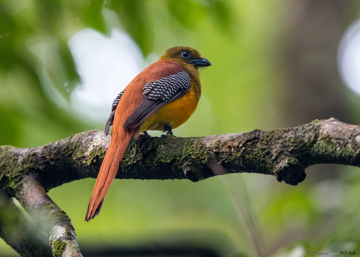 Orange-breasted Trogon - ML168679281