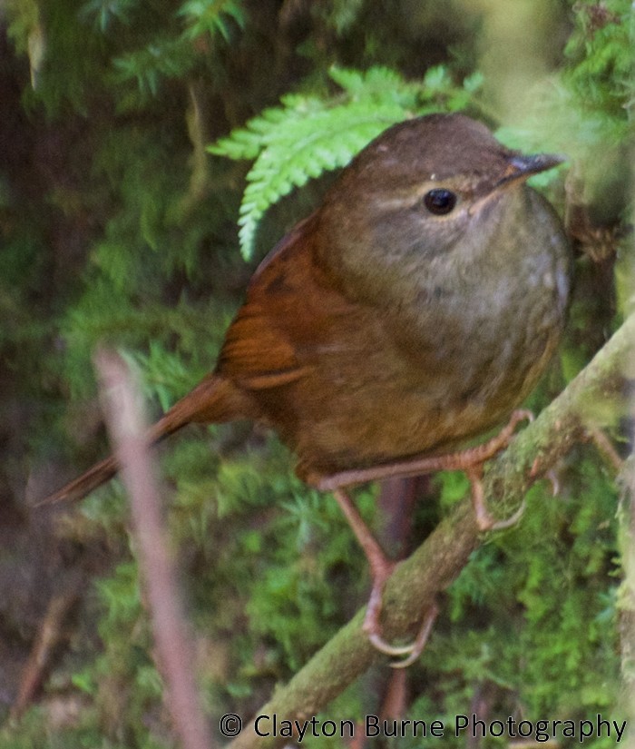 Sulawesi Bush Warbler - ML168681811