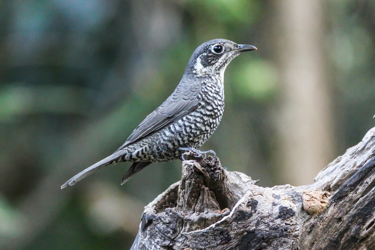 Chestnut-bellied Rock-Thrush - ML168683921