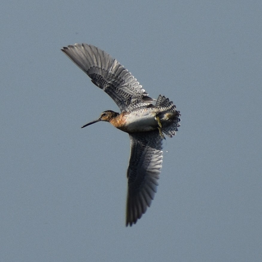 Short-billed Dowitcher - ML168685481