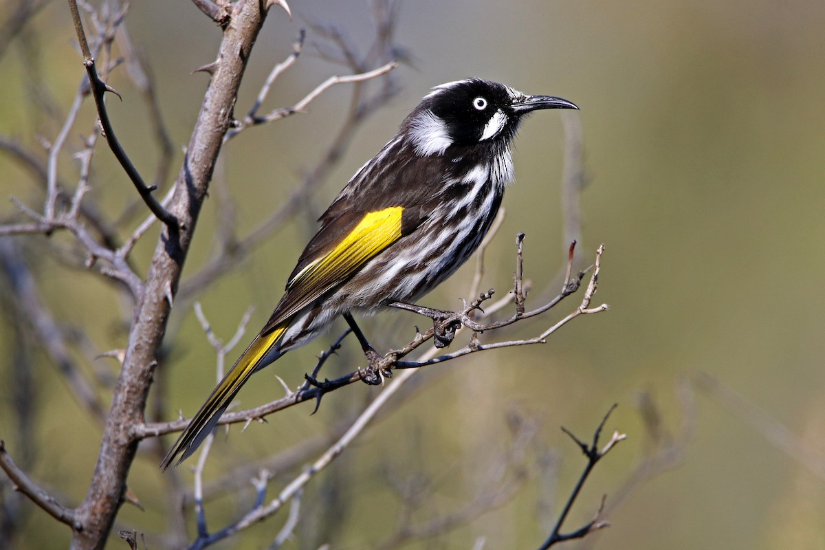 New Holland Honeyeater - ML168685711