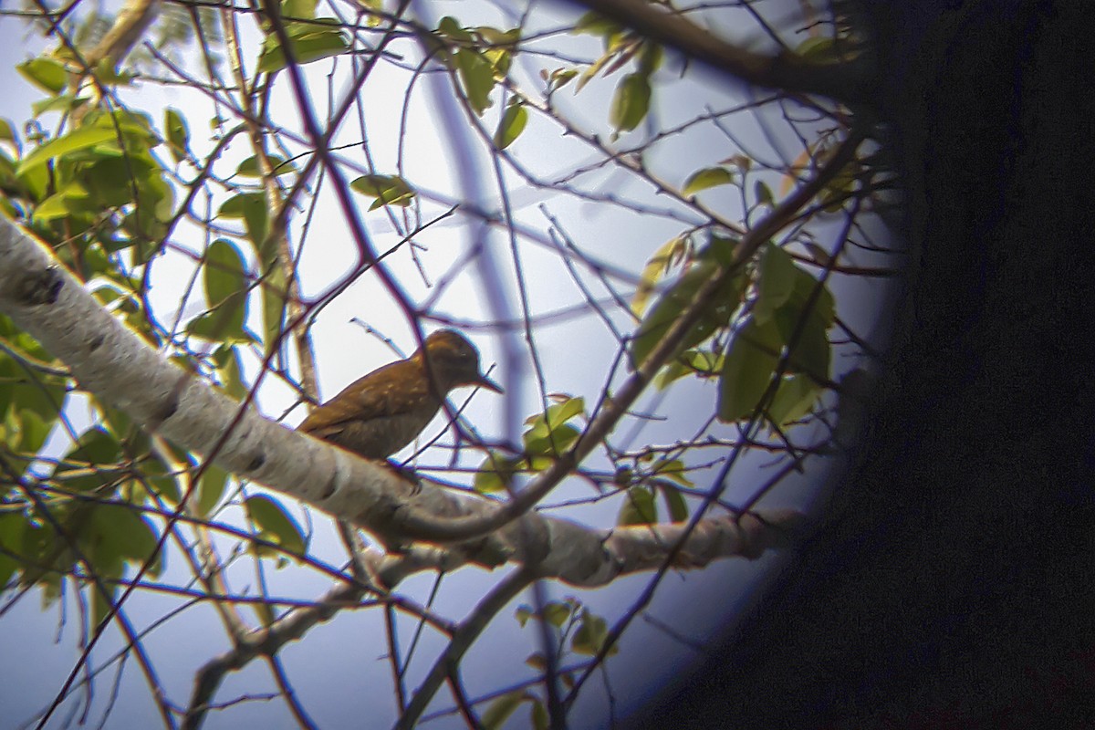 Yellow-eared Woodpecker - ML168686181