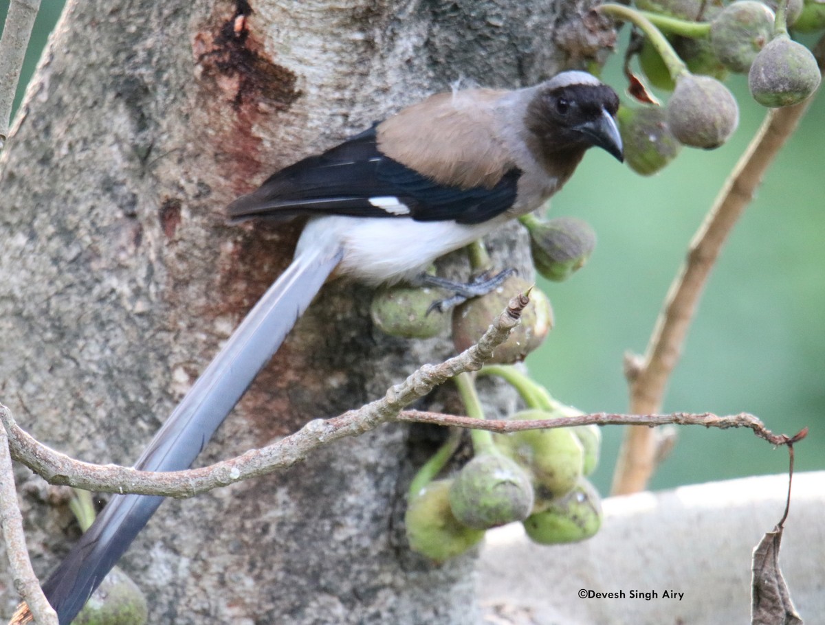 Gray Treepie - Devesh Singh Airy