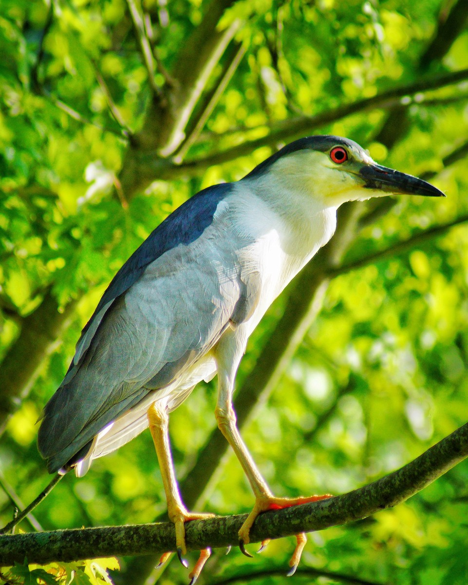 Black-crowned Night Heron - ML168692841