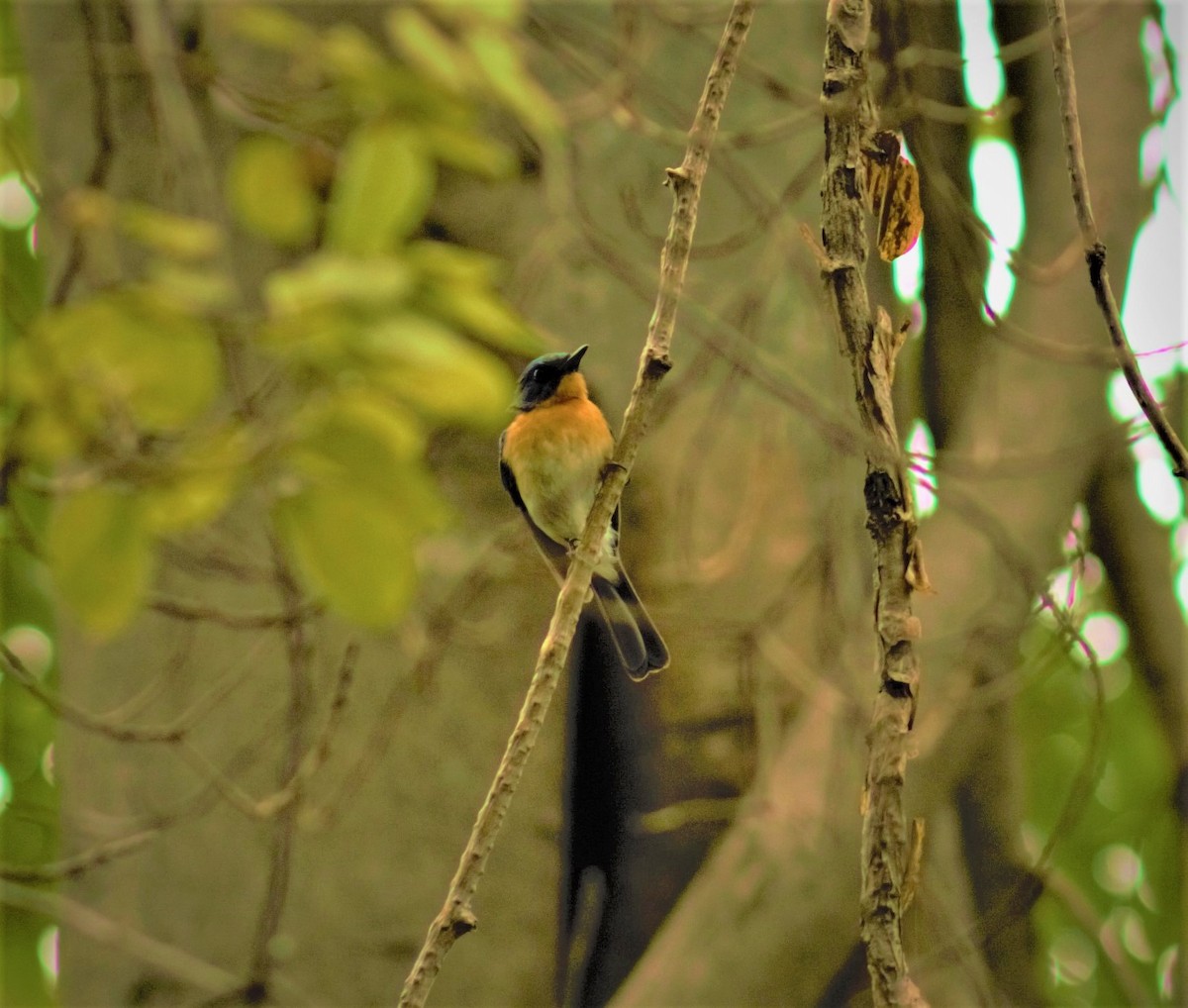 Tickell's Blue Flycatcher - ML168693011