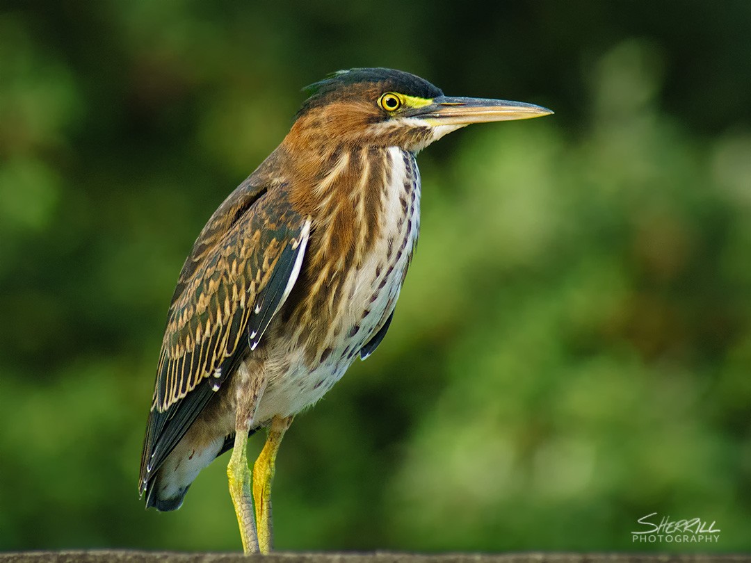 Green Heron - ML168693051