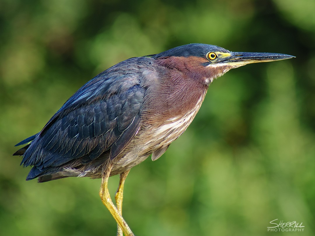 Green Heron - Carey Sherrill