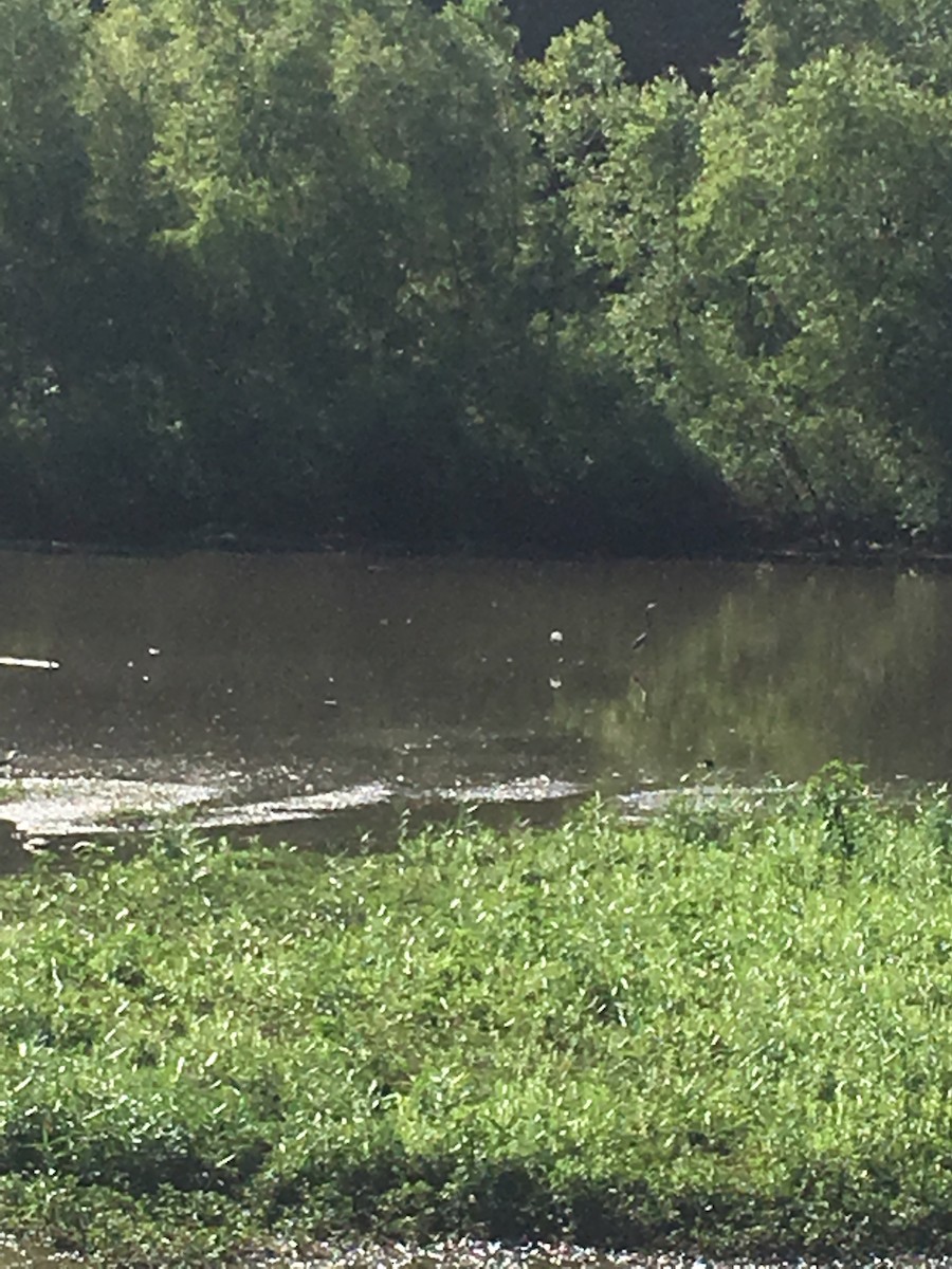 Tricolored Heron - ML168693871