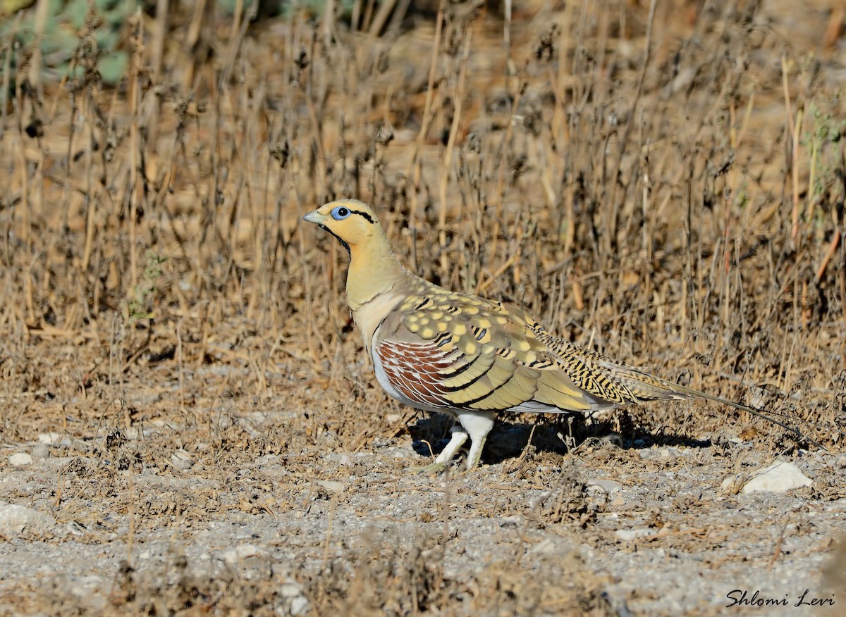 Pin-tailed Sandgrouse - Shlomi Levi