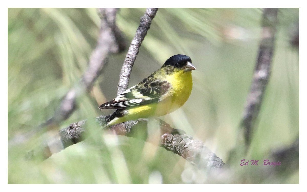 Lesser Goldfinch - Ed M. Brogie