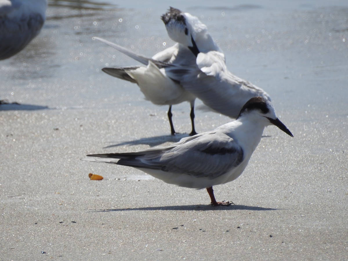 Common Tern - ML168698791