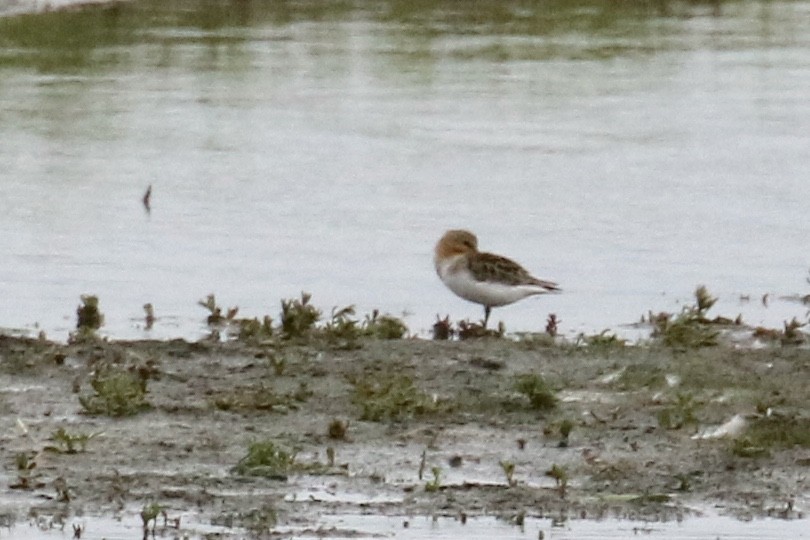 Red-necked Stint - Andy Sanford