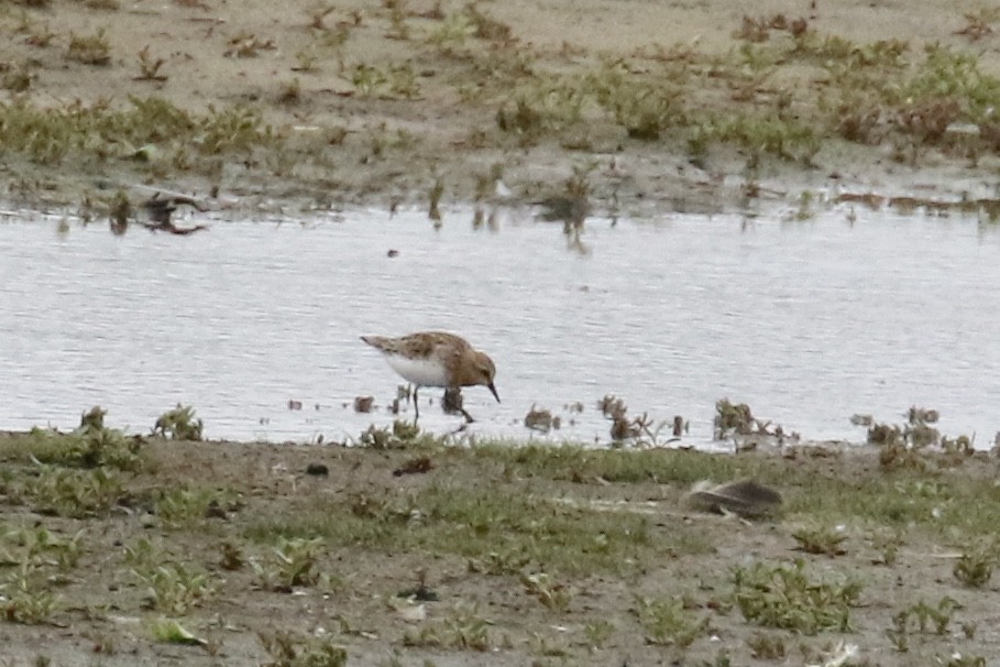 Red-necked Stint - Andy Sanford