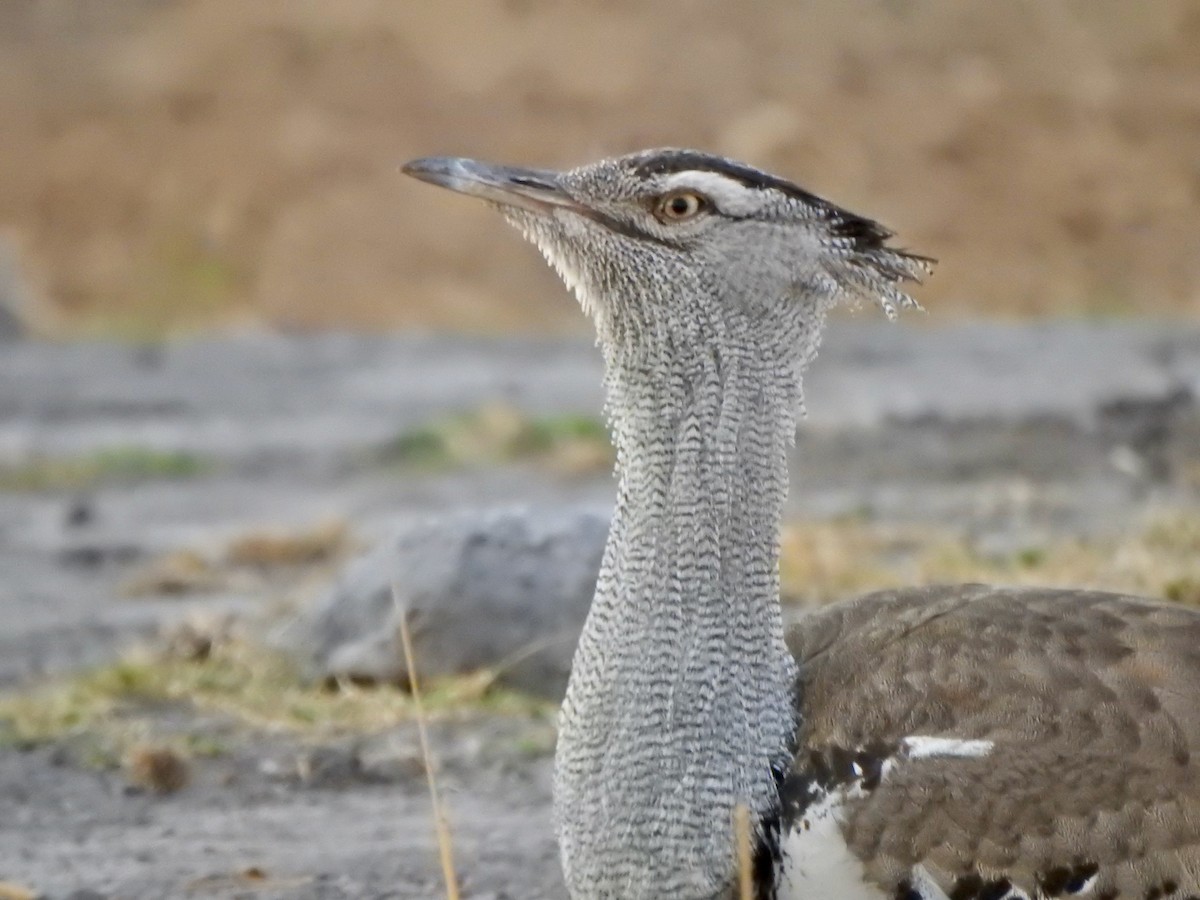 Kori Bustard - ML168700071