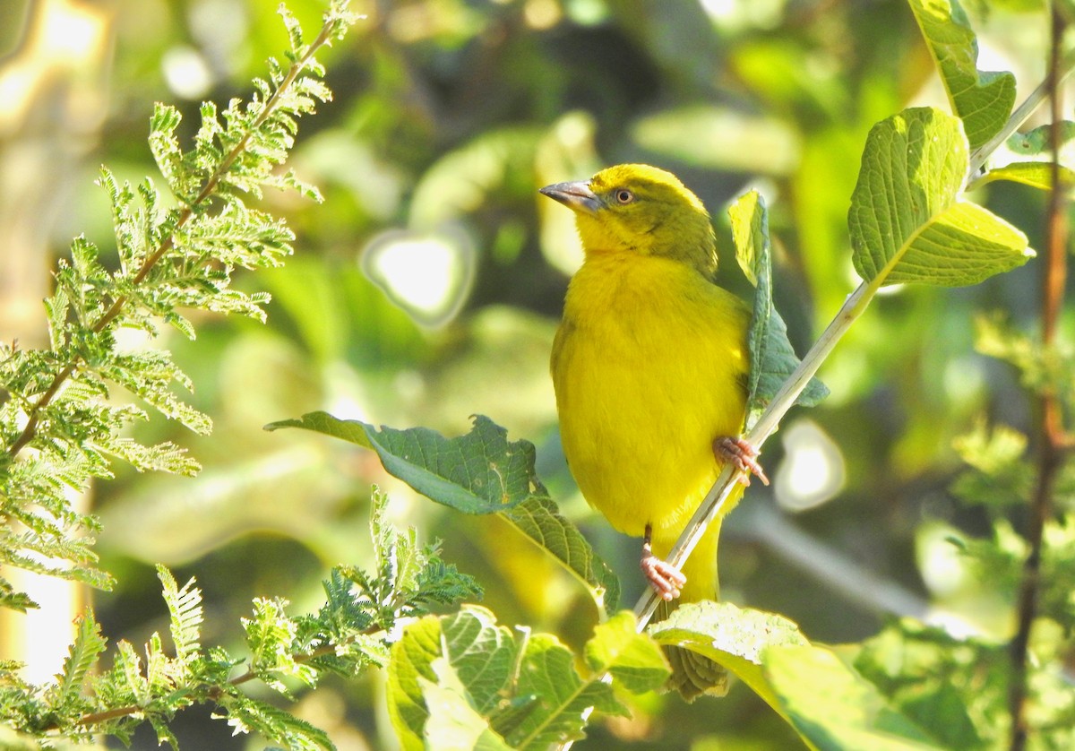 Holub's Golden-Weaver - Kalin Ocaña