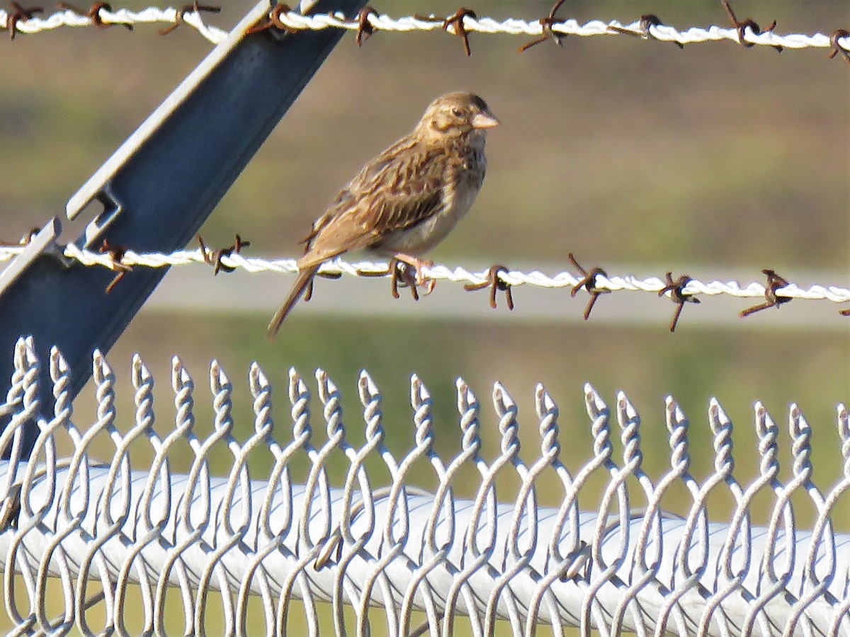 Vesper Sparrow - ML168700301