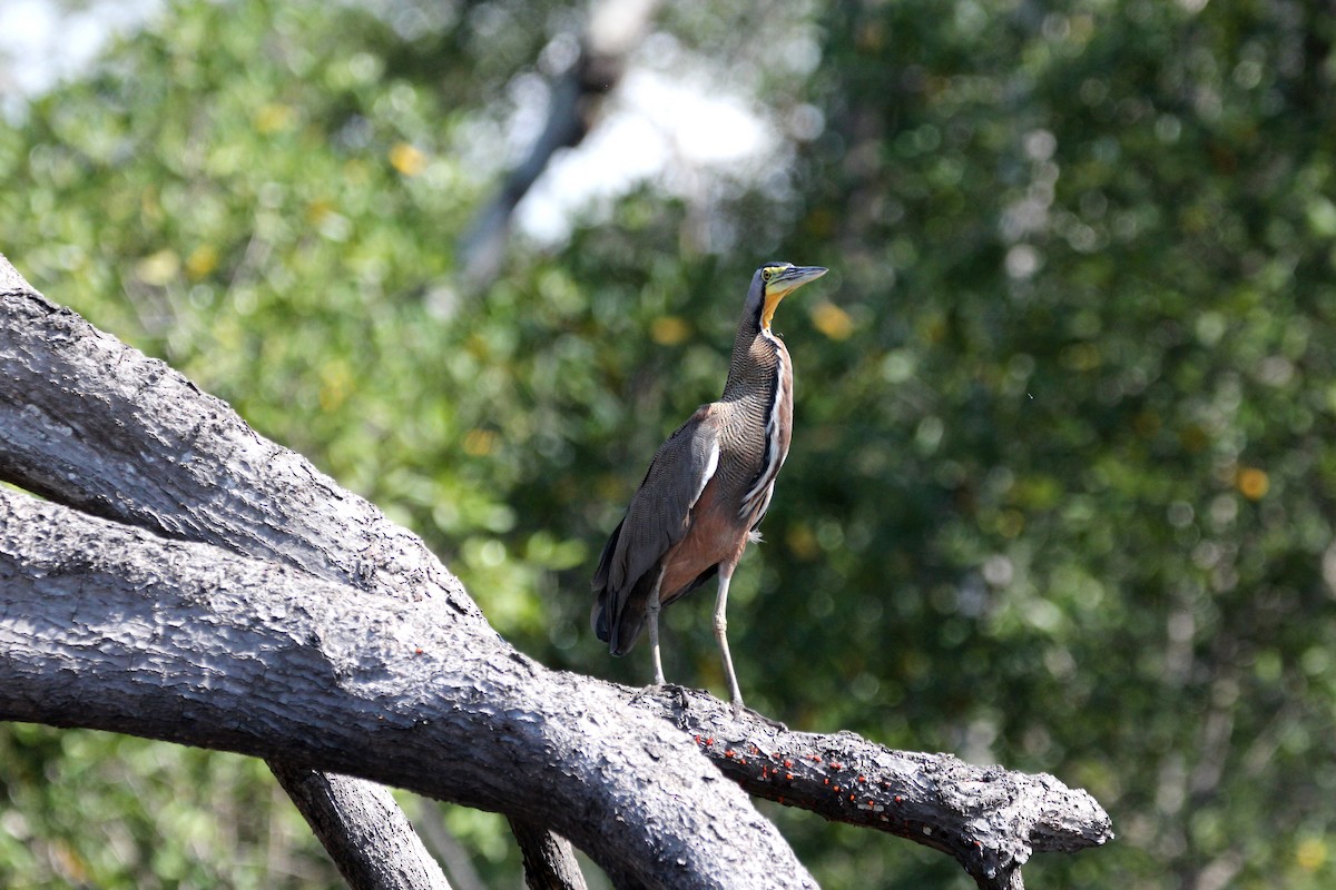 Bare-throated Tiger-Heron - Henriette de Vries