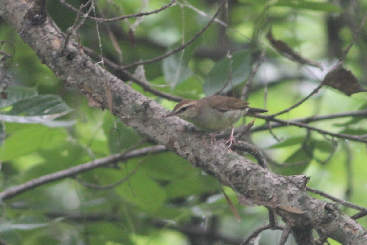 Swainson's Warbler - ML168702901