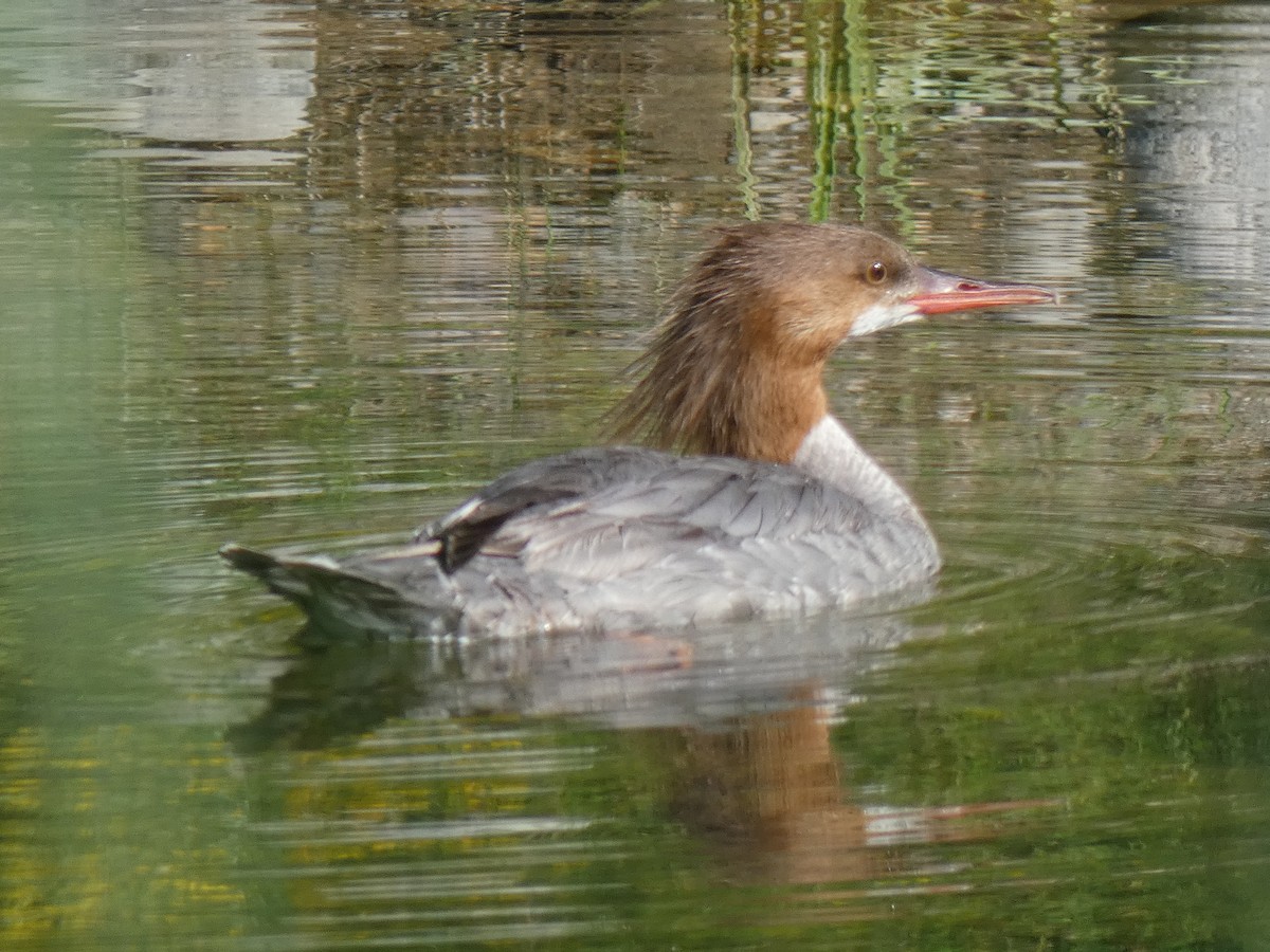 Common Merganser - ML168703951