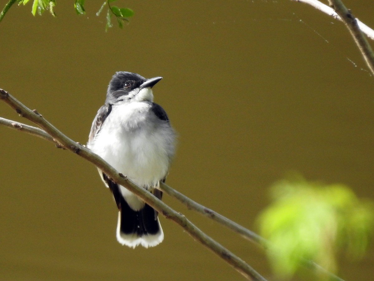 Eastern Kingbird - ML168704191