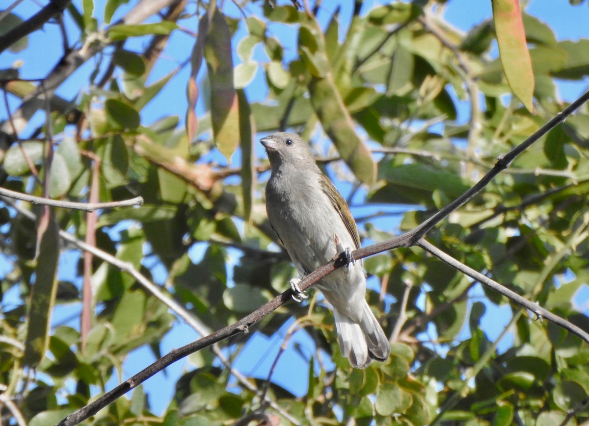 Lesser Honeyguide (Lesser) - ML168704341