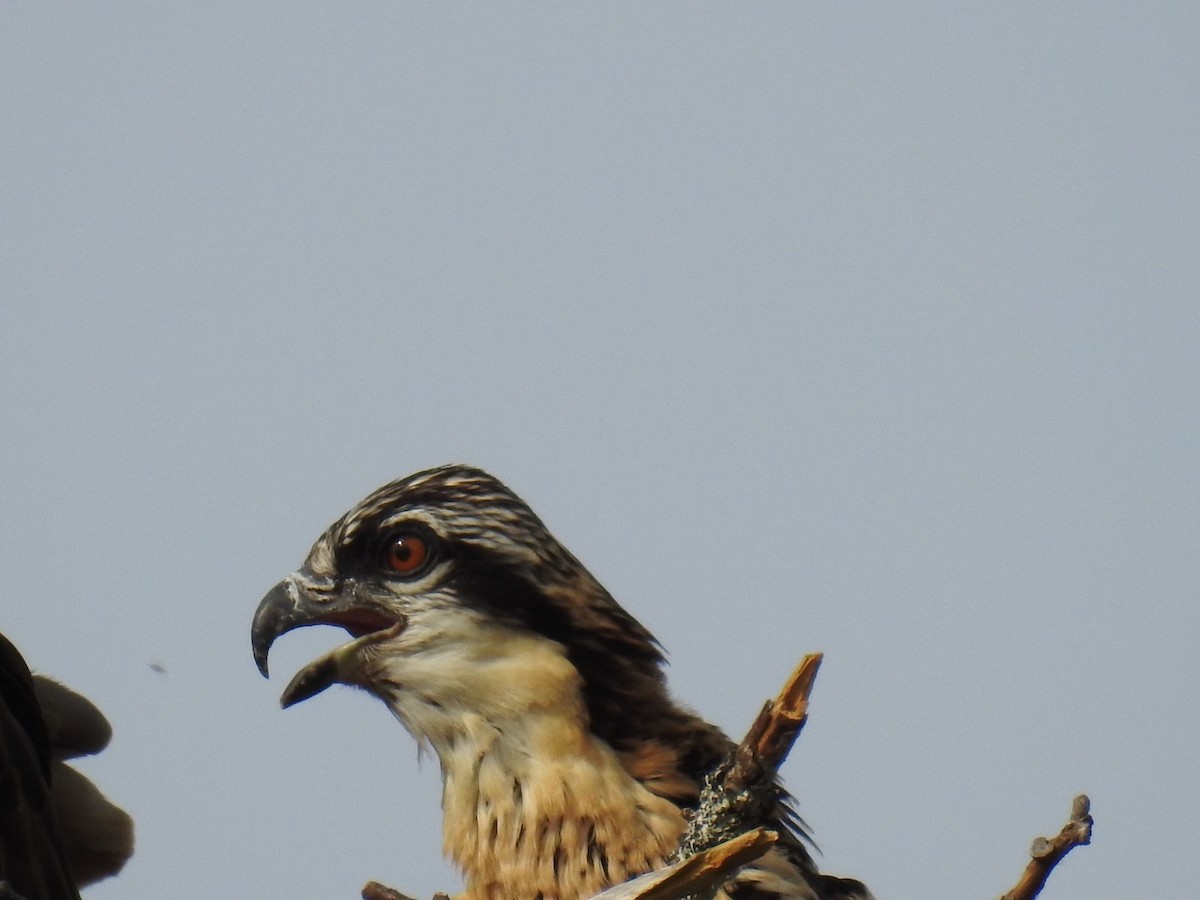 Águila Pescadora - ML168704981