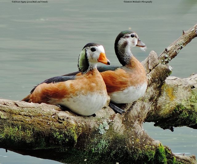 African Pygmy-Goose - ML168706771