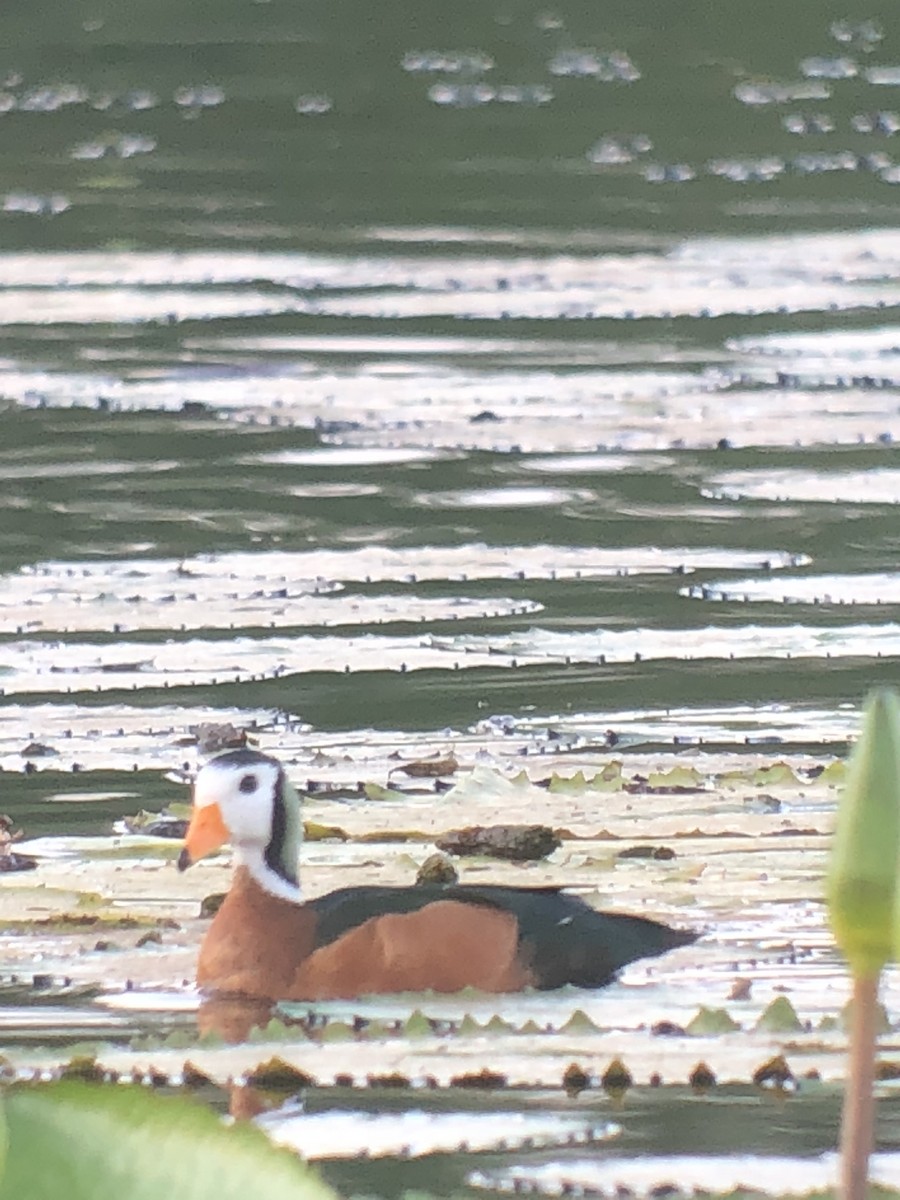 African Pygmy-Goose - ML168706781