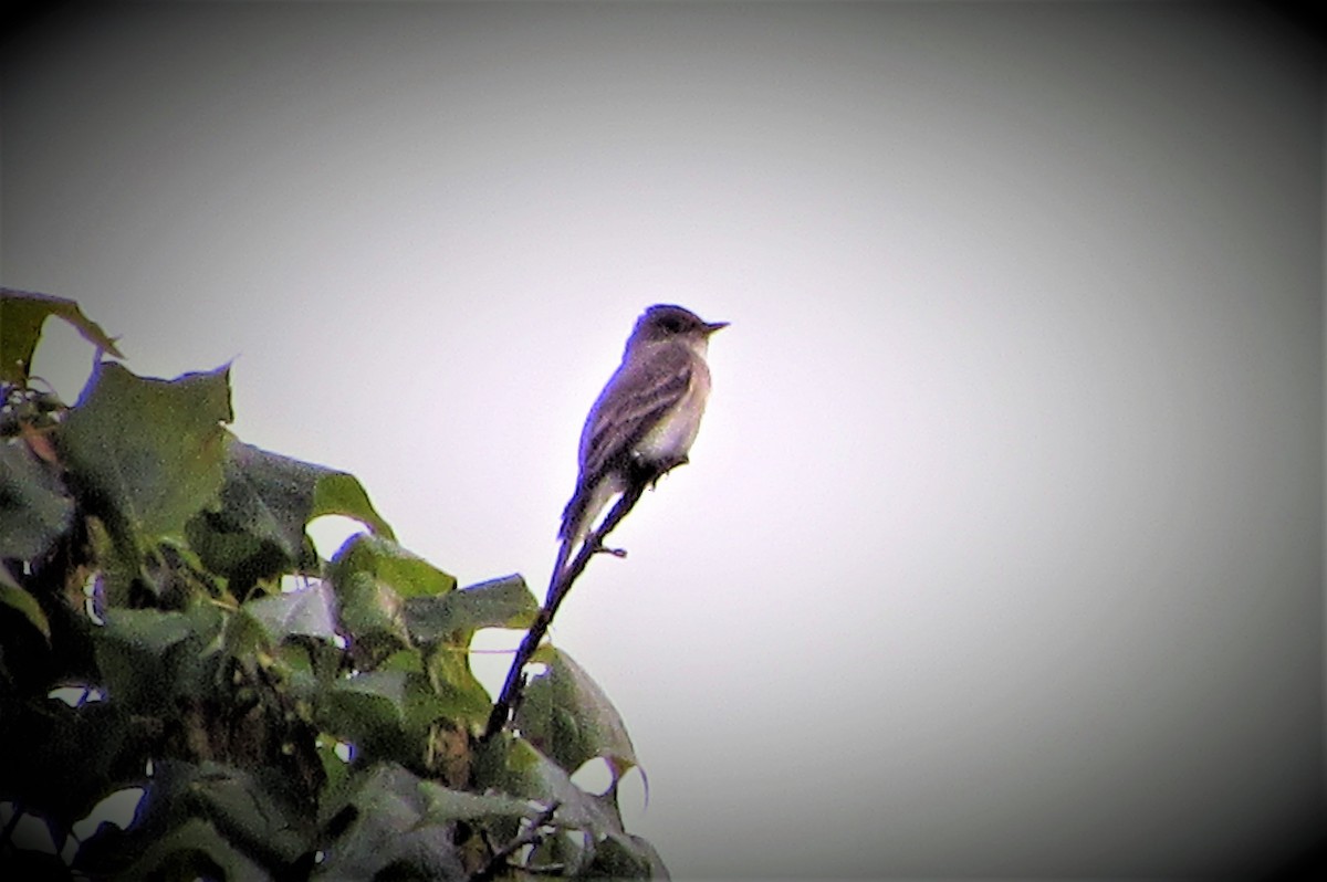 Eastern Wood-Pewee - ML168707001