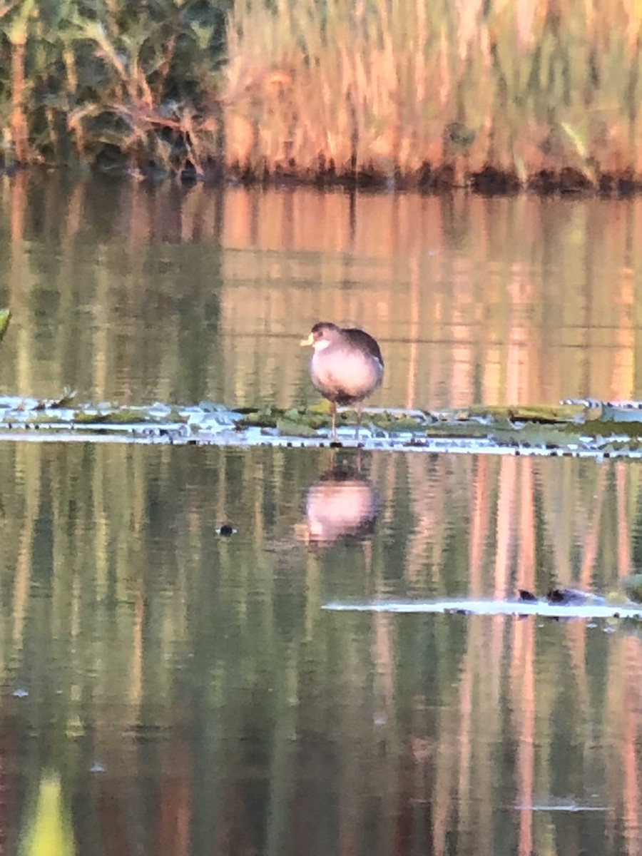 Lesser Moorhen - ML168707021