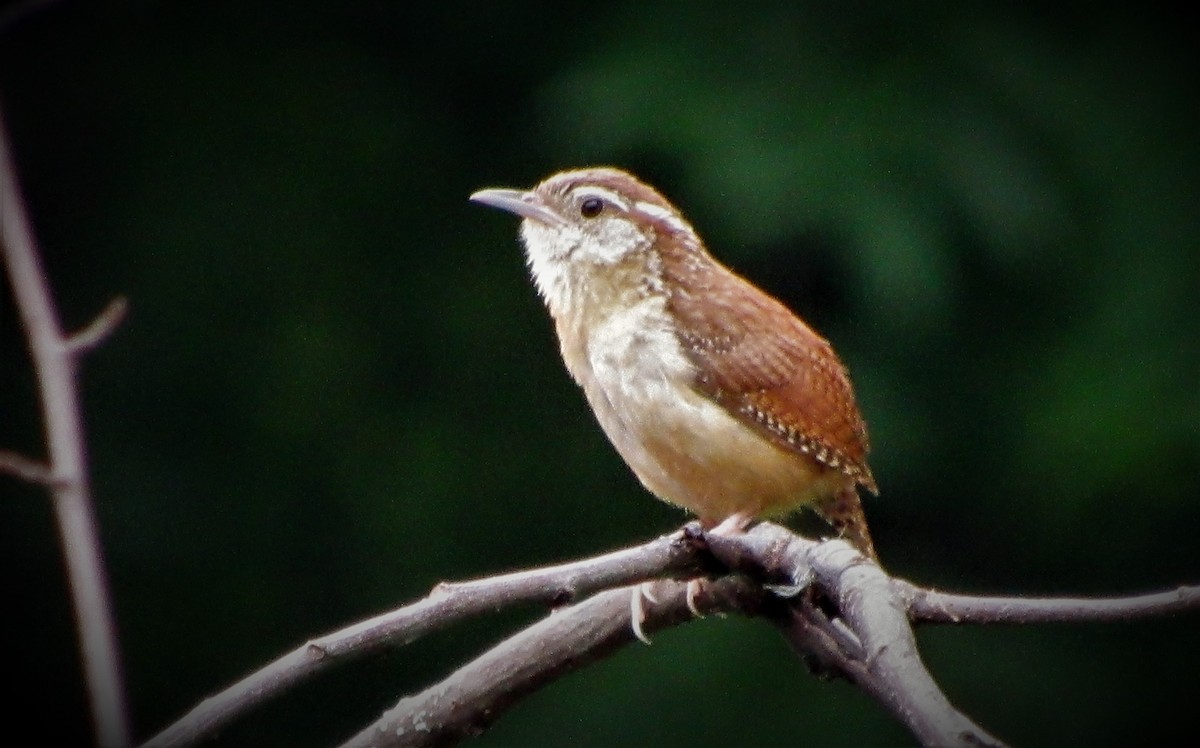 Carolina Wren - ML168707061