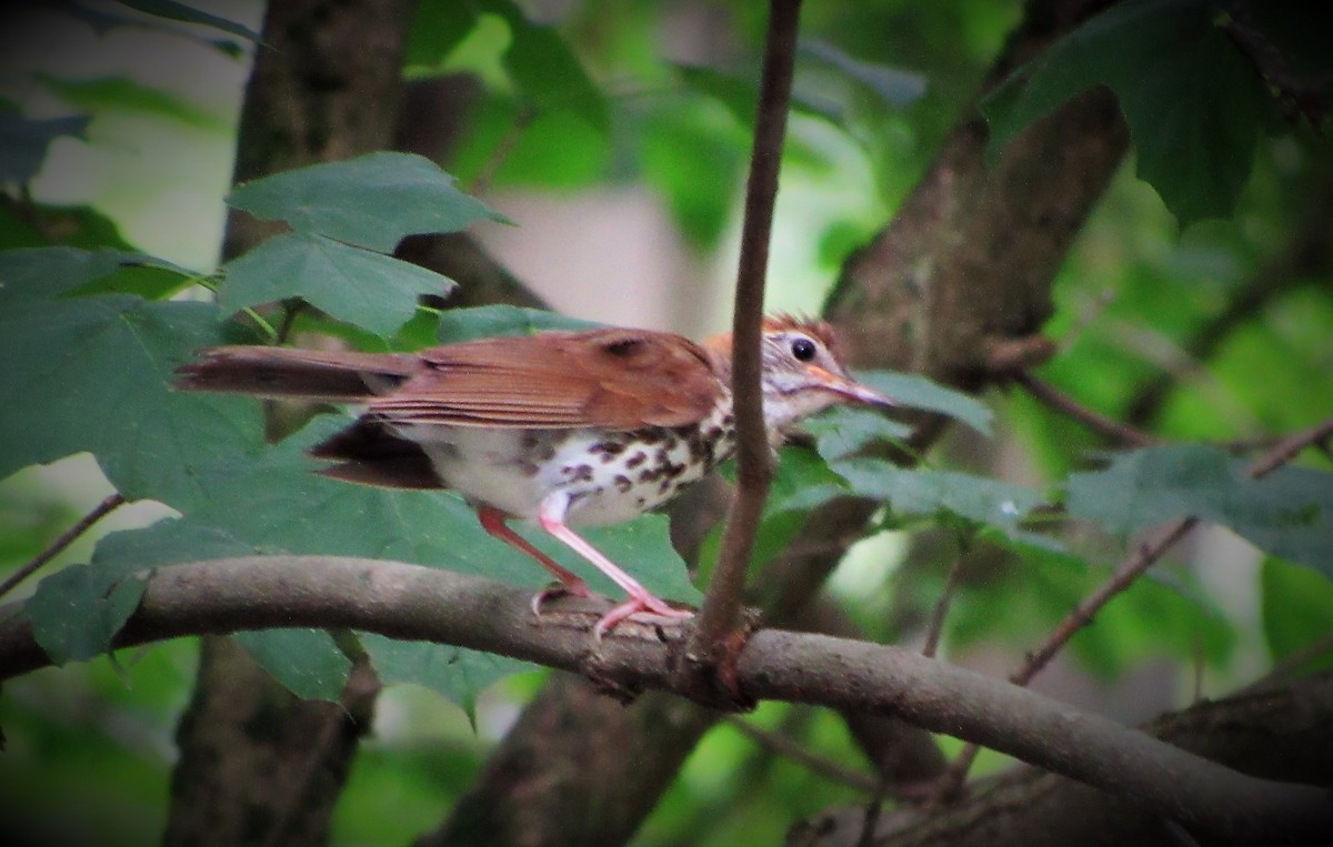 Wood Thrush - ML168707091