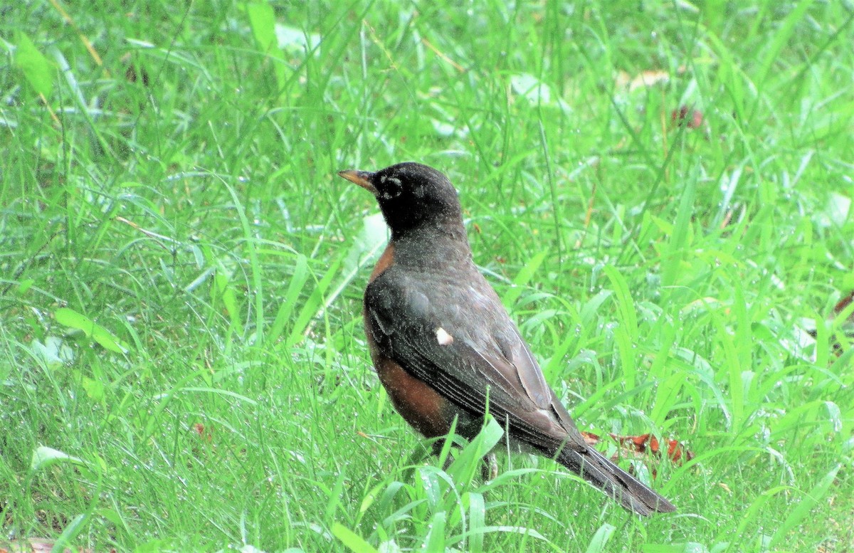 American Robin - ML168707121