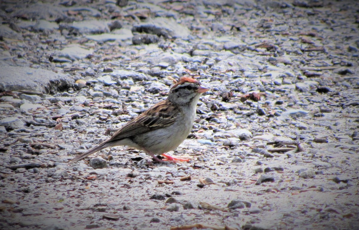 Chipping Sparrow - ML168707151