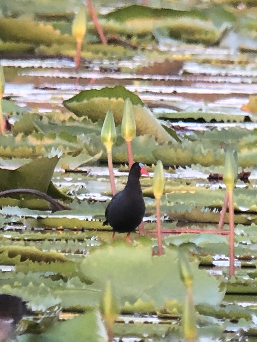 Allen's Gallinule - John Mills