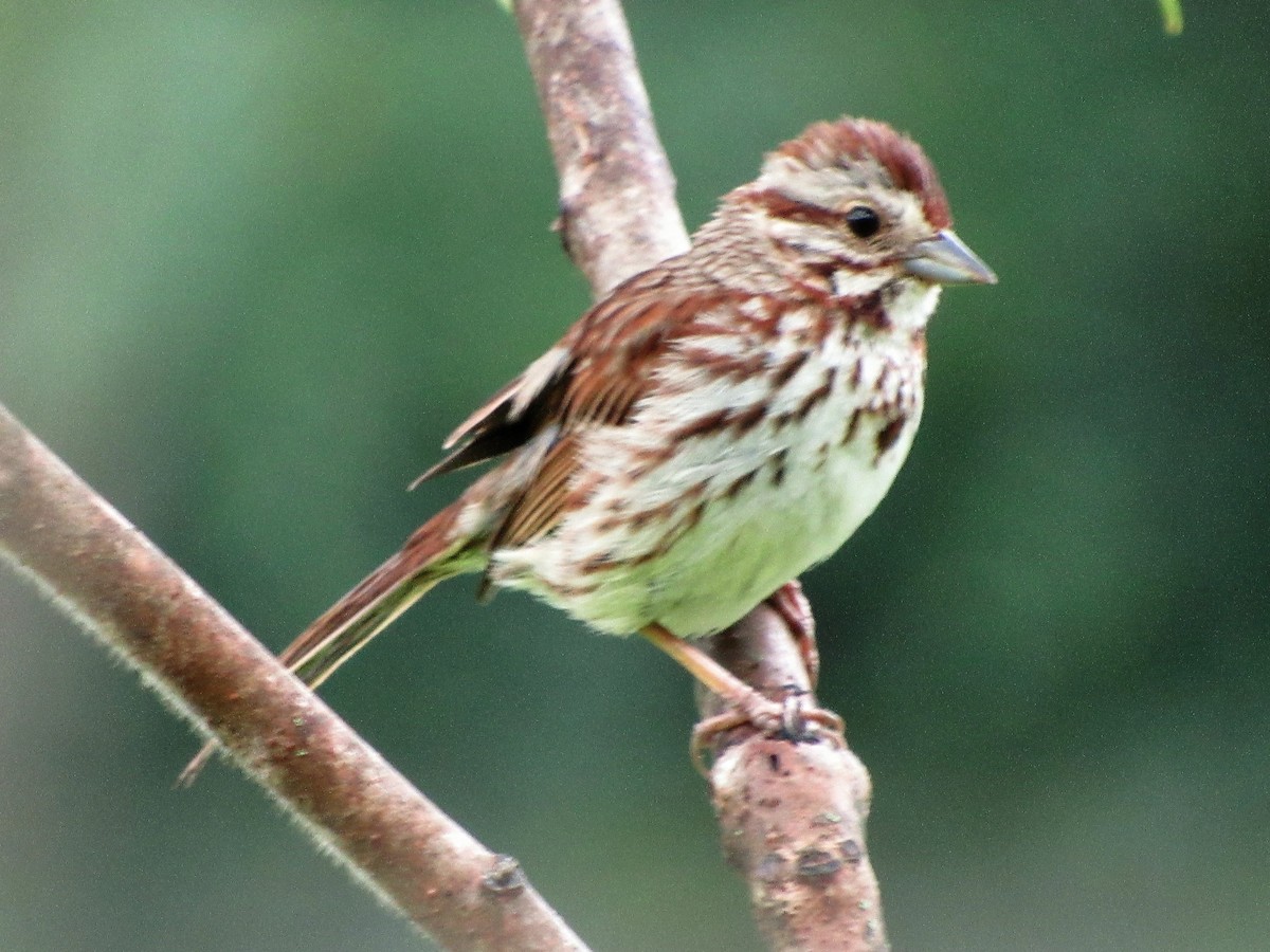 Song Sparrow - ML168707181