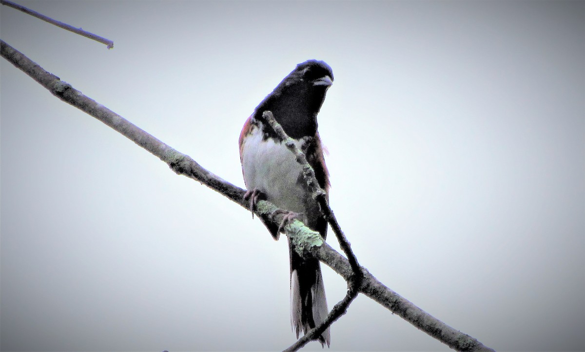 Eastern Towhee - ML168707201